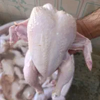 مرغ گرم تازه کشتار روز