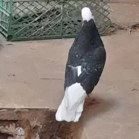 کبوتر نر و کبوتر ماده  تکی و جفتی میدون ارمان