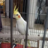 عروس هلندی|پرنده|آشخانه, |دیوار