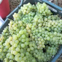 انگور سفید گوشتی