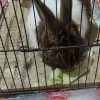 خرگوش در تاکستان|موش و خرگوش|تاکستان, |دیوار