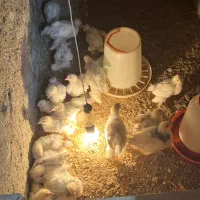 جوجه برهما لایت رمانی