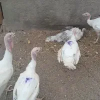 فروش مرغ پومی گلپایگانی وبوقلمون گوشتی