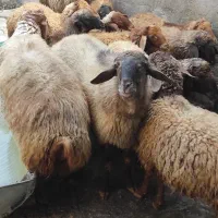 گوسفند نر باب داشت و پروار