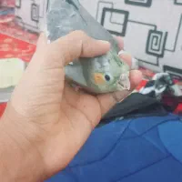 جوجه عروس هلندی