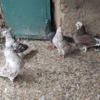 کبوتر|پرنده|مشگین شهر, |دیوار