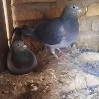 کبوتررنگی|پرنده|رونیز, |دیوار