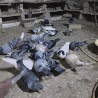 کبوتر آلمانی رنگه ابلغ سار سبز ک|پرنده|چناران, |دیوار