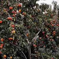 فروش زمین ۳۸۰ متری در ملارد