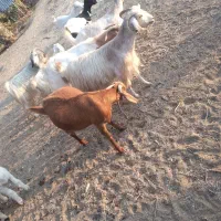 750000|حیوانات مزرعه|عنبرآباد, |دیوار