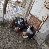 کبوتر رنگی 15 عدد