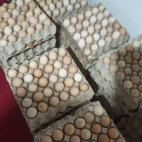 تخم مرغ گلپایگانی|حیوانات مزرعه|شاهینشهر, شهرک میلاد|دیوار