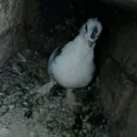 کبوتر بازیکن