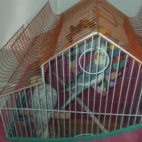 عروس هلندی|پرنده|قم, شهرک فاطمیه|دیوار