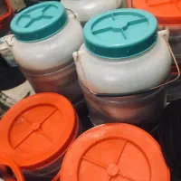 ماهی سوری هوور|ماهی|بندرلنگه, |دیوار
