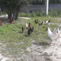 مرغ و خروس محلی و دیلگونی و گردن لخت