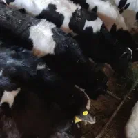 ۶ راس گوساله نر وزن ۹۰ کیلو