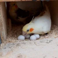 جفت مولد عروس هلندی جوجه عروس هلندی ،عروس مولد|پرنده|وحیدیه, |دیوار