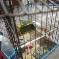 مرغ عشق|پرنده|شیراز, احمدآباد|دیوار