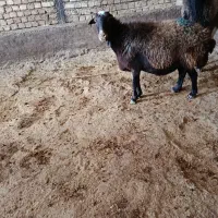 گوسفند سیاه کبود|حیوانات مزرعه|قزوین, |دیوار