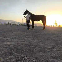 اسب تروبرد|اسب و تجهیزات اسبسواری|سبزوار, ابارش|دیوار