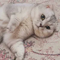 گربه نر اسکاتیش فولد سیلور کد ns11