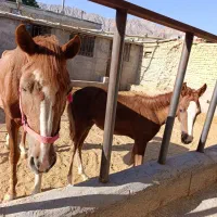 اسب