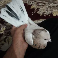 کفتر هفت رنگ کشیده گرفتنی کبوتر