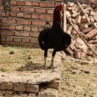 خروس لاری|حیوانات مزرعه|صوفیان, |دیوار