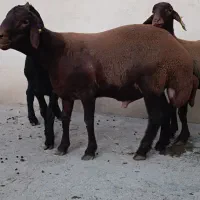 بره قوچ همو و هترو ،قوچ همو|حیوانات مزرعه|شهریار, کردزار|دیوار