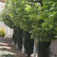 فروش باغ ۱۰۰۰ متری در ملوسجان