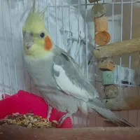 عروس هلندی