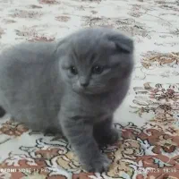 گربه اسکاتیش|گربه|کرج, کرج نو|دیوار