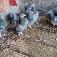 18تا پلاکی ناز فری