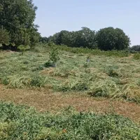 یونجه درجه یک|حیوانات مزرعه|خرمدره, |دیوار