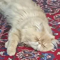 پرشین نر