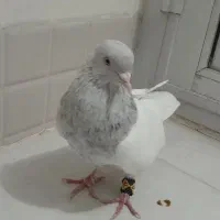 نر الماسی جوان اماده جفت کردن|پرنده|قم, کیوانفر|دیوار