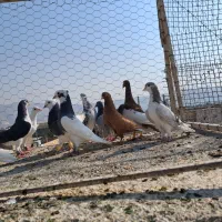 فروش چند تا کفتر رنگی