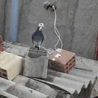 ابلغ|پرنده|نگین شهر, |دیوار