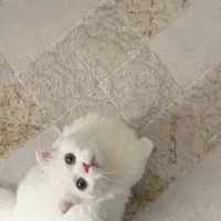 فروش گربه خانگی