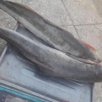 ماهی|ماهی|رامهرمز, |دیوار