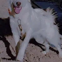 سگ ماده نگهبان