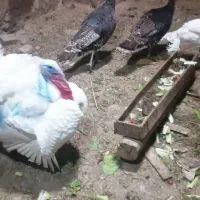 چهار تا بوقلمون ماده یک نر