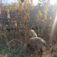 حدود ۵۰۰ نهال زردالو|خدمات باغبانی و درختکاری|مرند, |دیوار