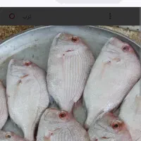 ماهی تازه دریای بوشهر|ماهی|شیراز, کیان شهر|دیوار
