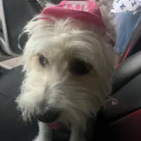 گمشده|حیوانات|کرج, حسینآباد|دیوار