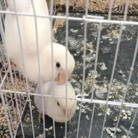 کوتوله برزیلی یاسی|پرنده|تربت‌حیدریه, شهرک ولیعصر|دیوار