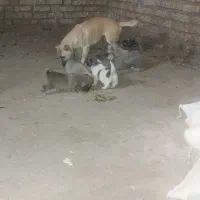 توله سگ پا کوتاه|سگ|بیلوار, |دیوار