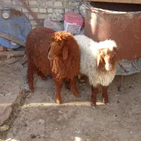 بره ماده دو عدد