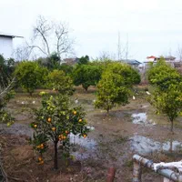 زمین ۱۰۰۰ متری دارای سند تک برگ روستای وسطی کلا|فروش زمین و ملک کلنگی|تهران, نیروی هوایی (پیروزی)|دیوار